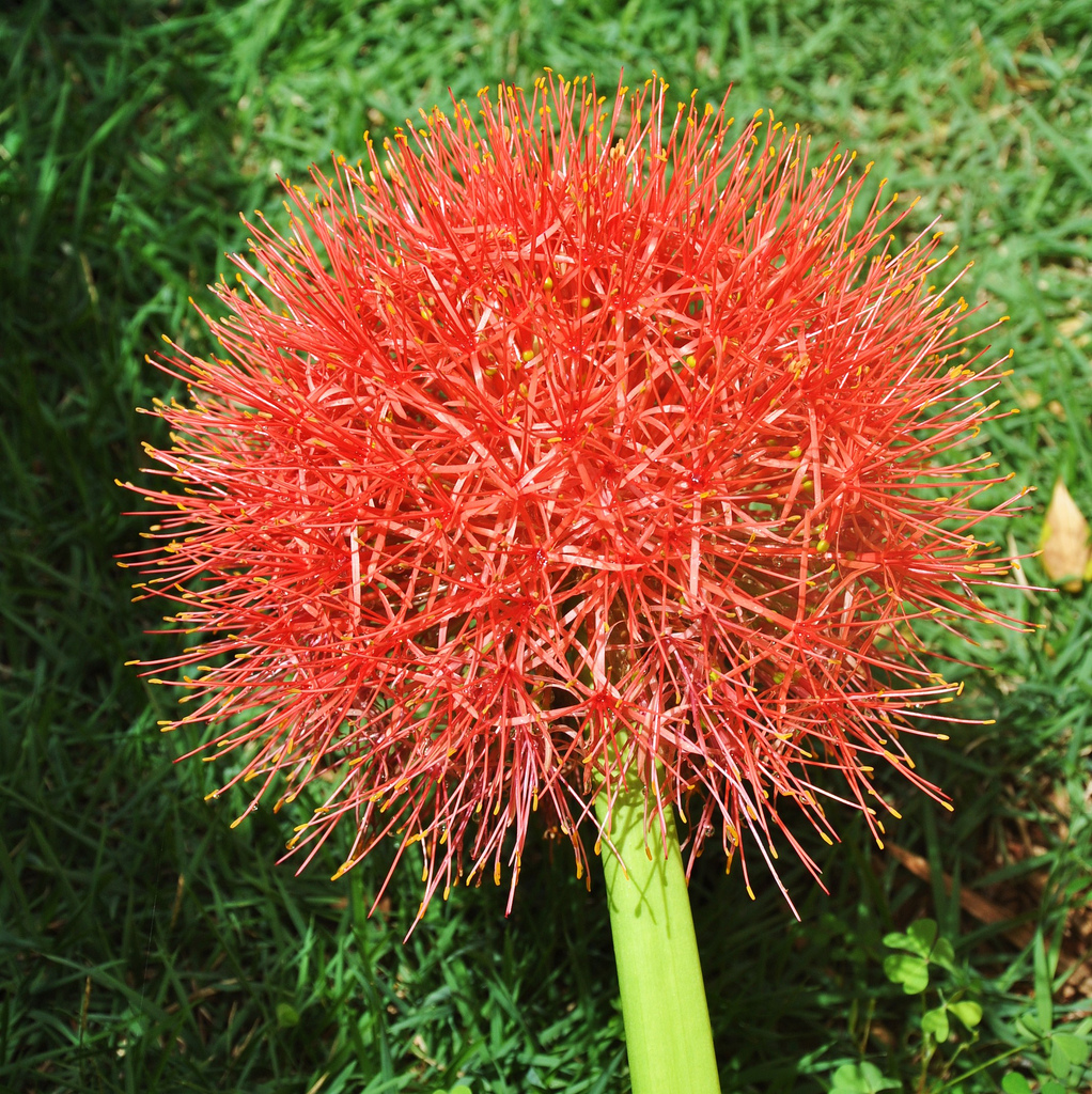 همانتوس کاترینه